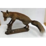 Taxidermy - a stuffed and mounted fox with its front paws on a log raised on a wooden plinth base
