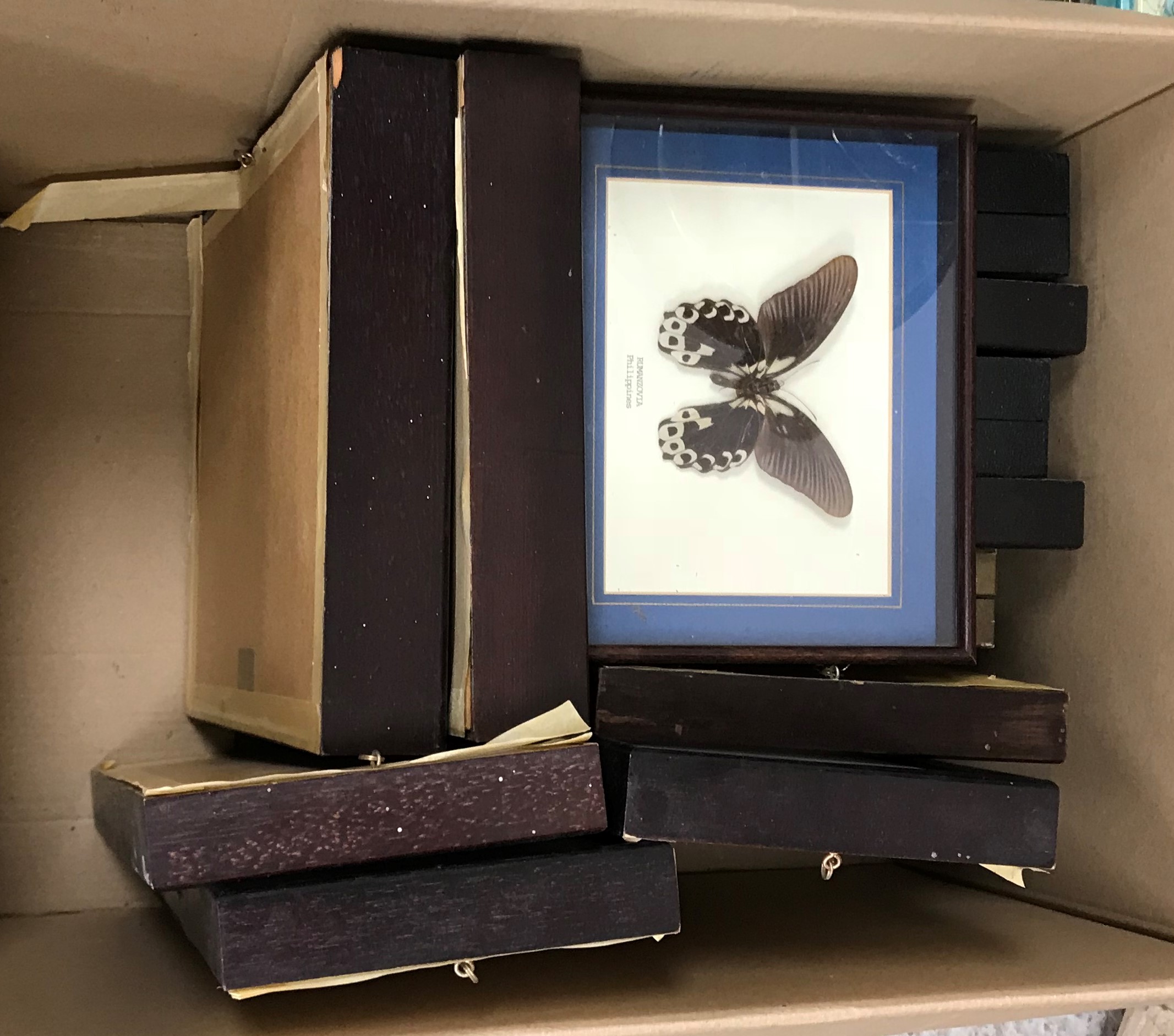 Taxidermy - A collection of assorted cased Butterflies to include Rumanzovia, Doxocopa, Batesia, - Image 4 of 5