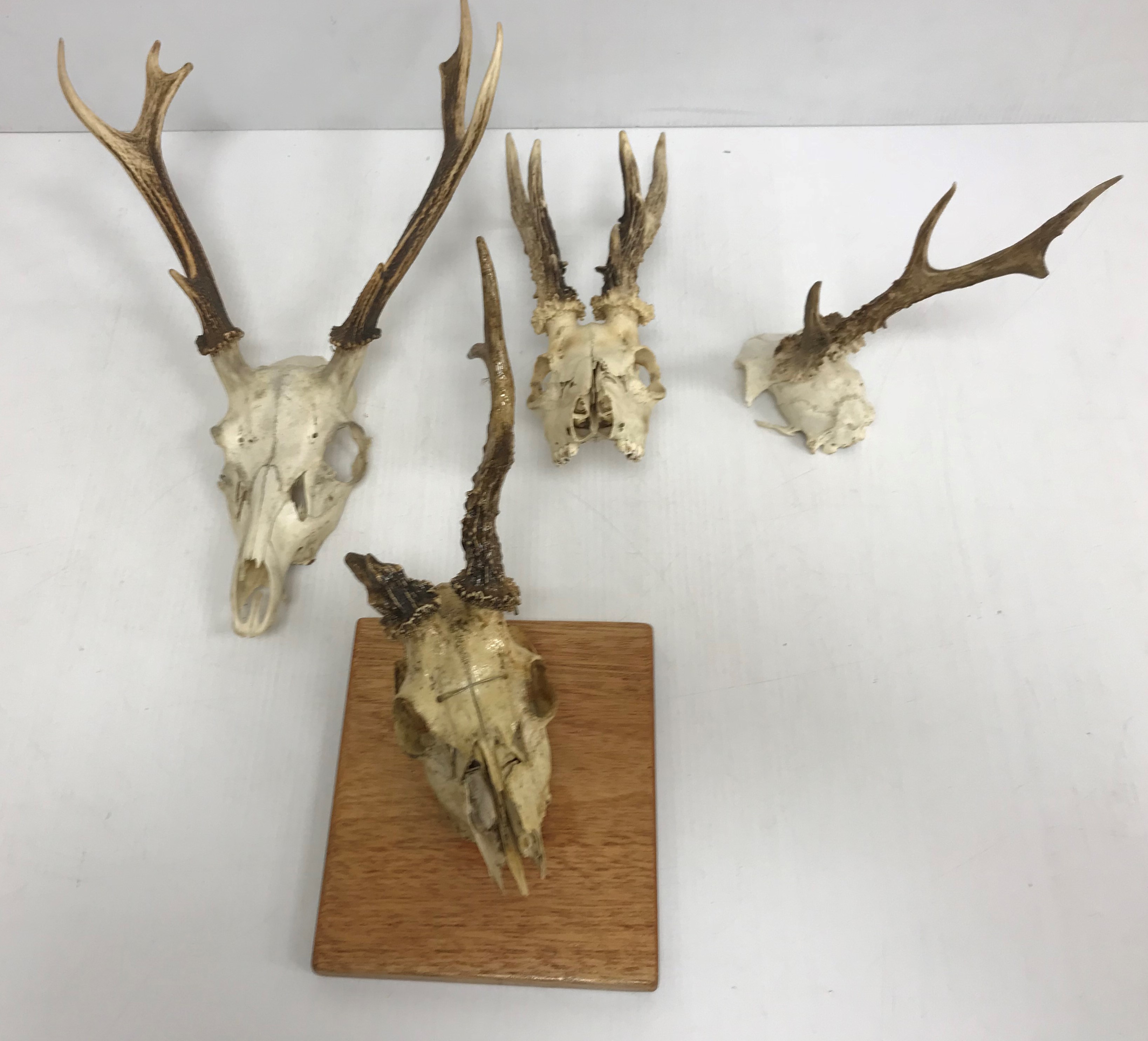 Taxidermy - Three part Roe deer skulls with antlers, two with deformed antlers,