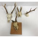 Taxidermy - Three part Roe deer skulls with antlers, two with deformed antlers,