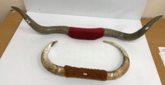 Taxidermy - a pair of Highland Cow horns, with red velvet covered centre, 122 cm long,