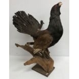 Taxidermy - a stuffed and mounted capercaillie on a log raised on a rectangular wooden plinth base