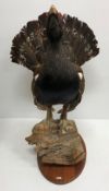 Taxidermy - a stuffed and mounted capercaillie sat on a mossy log raised on an oval wooden plinth