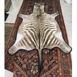 Taxidermy - A zebra skin rug with felt backing 276 cm long x 162 cm wide
