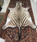 Taxidermy - A zebra skin rug with felt backing 276 cm long x 162 cm wide