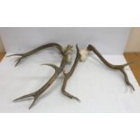 Taxidermy - Two pairs of deformed Red deer antlers,