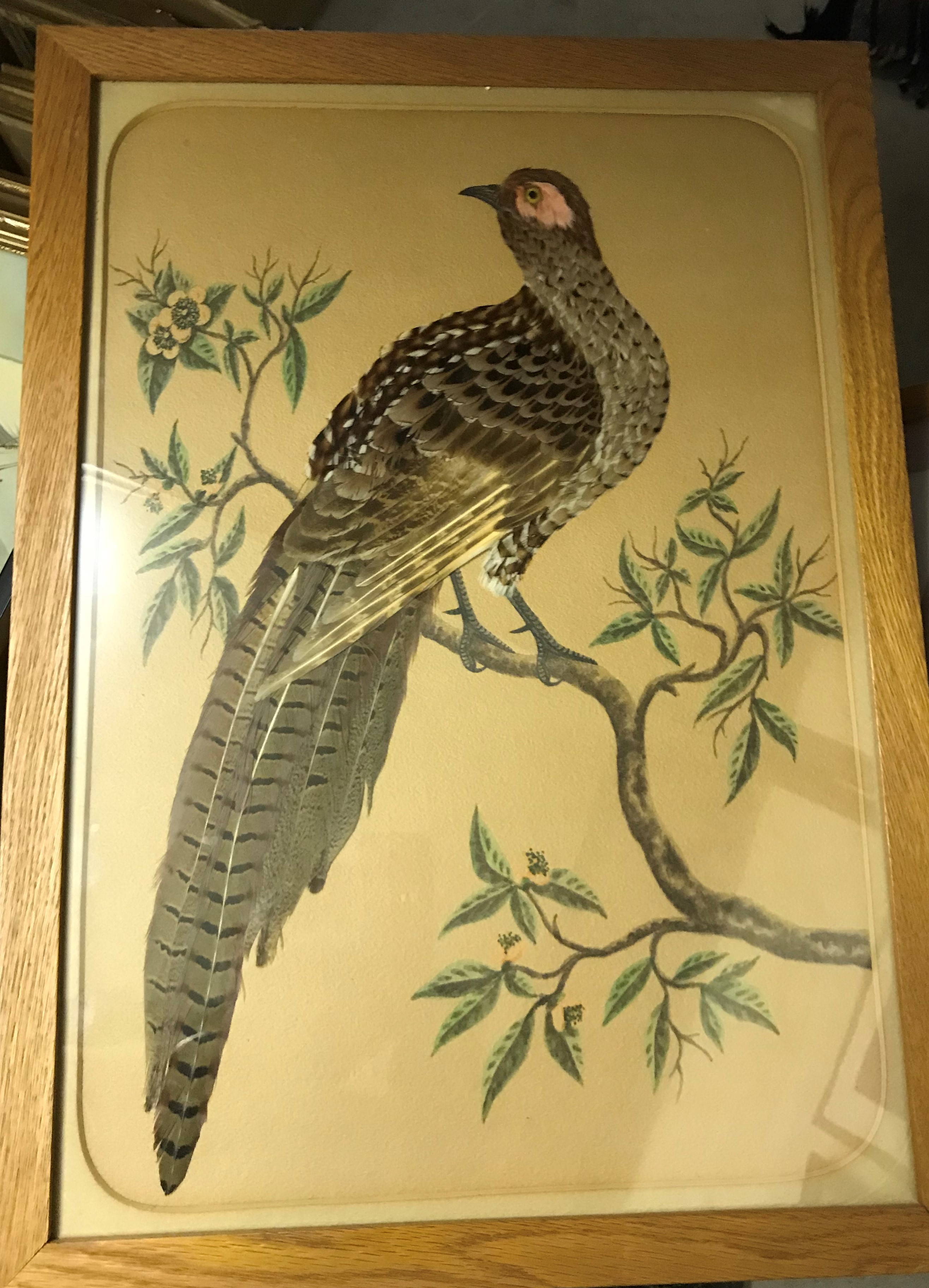 A pair of feather pictures of "Peacock" and "Hen Pheasant",