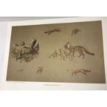 AFTER MICHAEL LYNE "Studies of foxes", colour print, limited edition of 300, Nos.