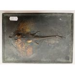 A 19th Century Japanese cast bronze plaque depicting a John Dory in high relief, 18 cm x 23 cm,