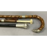 A silver collared nobbly wood walking stick and a silver collared and ivory handled walking cane