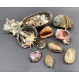 A quantity of sea shells