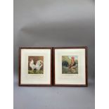 A pair of chromolithographs, by Vincent Brooks Day and Son, brown and white leghorns, 23cm by 18cm