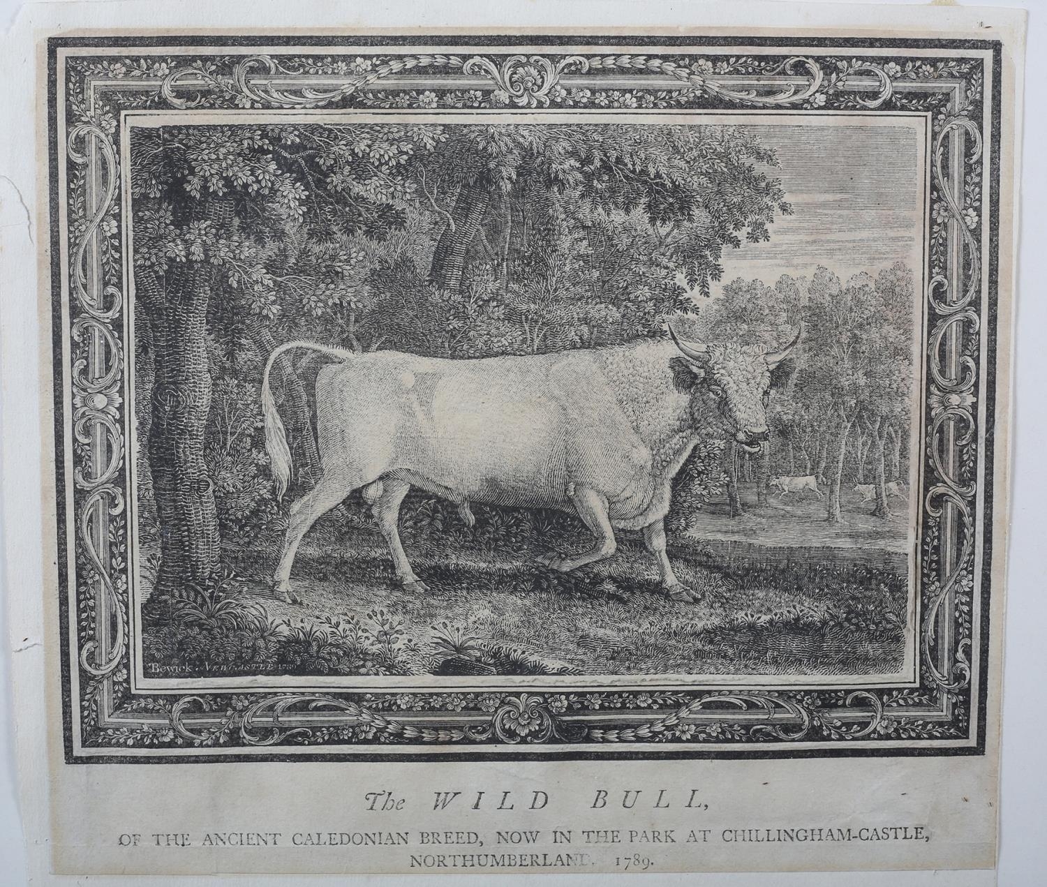 BY AND AFTER THOMAS BEWICK (1753-1828) 'THE WILD BULL - of the Ancient Caledonian Breed, Now in