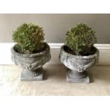 A pair of garden cast concrete pedestal urns moulded with swagged garlands and containing box plants