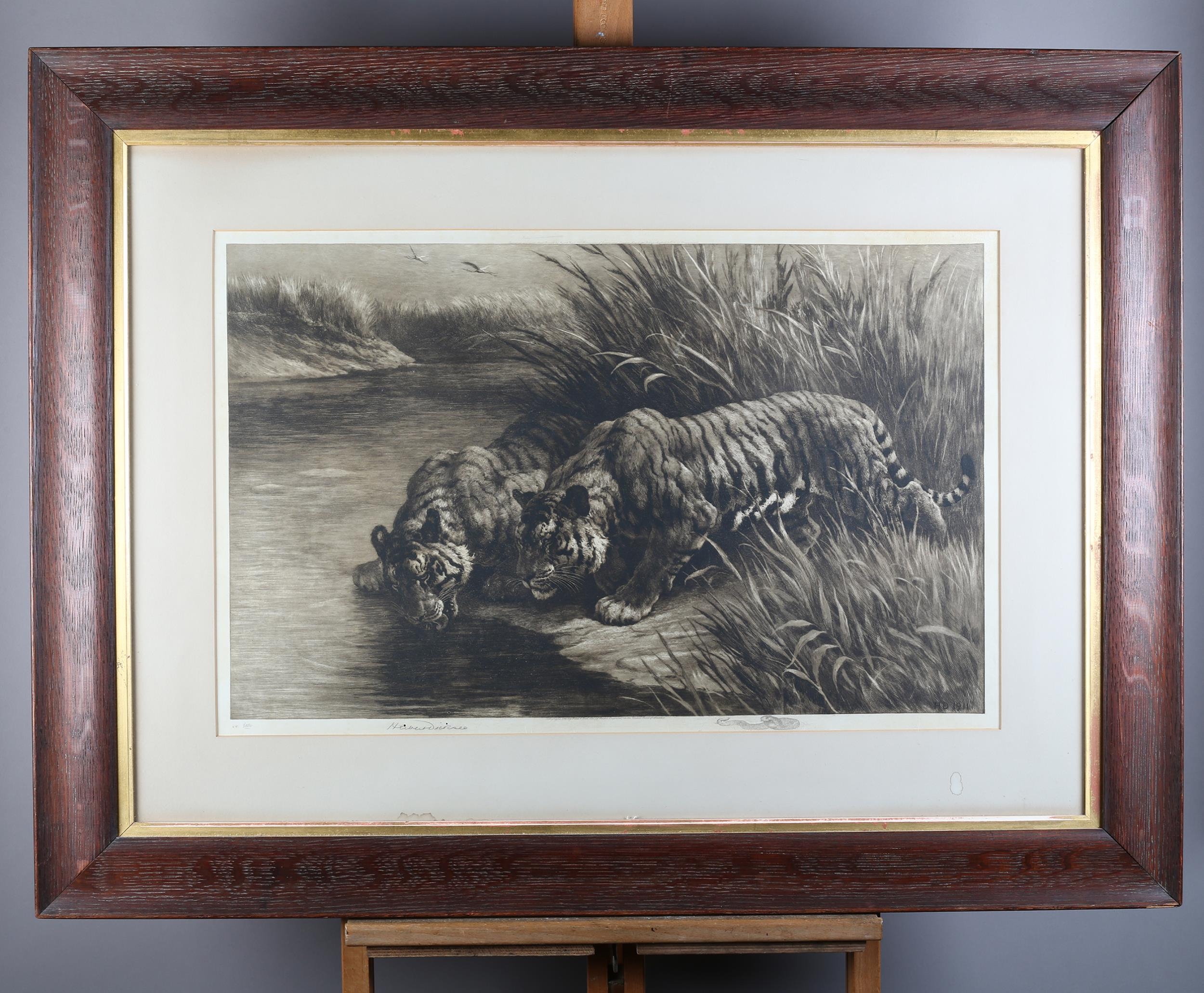 BY AND AFTER HERBERT DICKSEE (1862-1942) 'THIRST', two tigers at the waterside, etching, signed in - Image 2 of 5