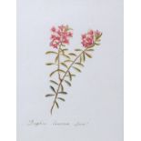 ANN LEE (1753-1790), Daphne Cneoram Linn, study, watercolour on paper, inscribed, unsigned, 18.5cm x