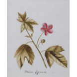 ANN LEE (1753-1790), Malva Capensis, study, watercolour on paper, inscribed, unsigned, 15cm x 12.