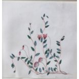 ANN LEE (1753-1790) Vaccinium Oxycoccus - JUNE 71, study, watercolour on vellum, inscribed and