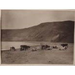 FRANK MEADOW SUTCLIFFE (1853-1941), Cattle on the Shore, signed in pencil to the image, titled,