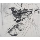 ARR Emerson Mayes (b.1972) The Fortunate Fieldfare, drypoint etching, limited edition 2/6, signed