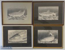 4x Framed Pencil Trout Etchings by D J Tipping, all framed under galls in a mixture of frames #