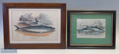 c1850 2 Fishing Framed Engravings, fish you catch J by Stewart Twaite, Shad Herrings, Pilchard