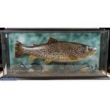 Taxidermy - Cased Fish of a 18lb Brown Trout, caught at Lough Corrib, an impressive fish with a