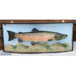 Taxidermy Cased Fish - Salmon 14lb 7oz in bow front case on gravel base, gold lettering to front '