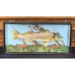 Unattributed Fine Preserved Cased Fish of a Zander, decorated with a scene of rocks and weeds, in