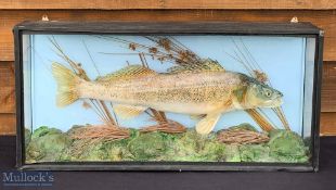 Unattributed Fine Preserved Cased Fish of a Zander, decorated with a scene of rocks and weeds, in