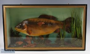 Unattributed Fine Preserved Cased Fish of a Carp, decorated with an autumn scene of rocks, weeds and