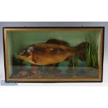 Unattributed Fine Preserved Cased Fish of a Carp, decorated with an autumn scene of rocks, weeds and