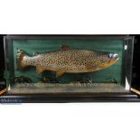 Taxidermy - Cased Fish of a 16lb 4oz Brown Trout caught at Lough Corrib 2003, a quality display with