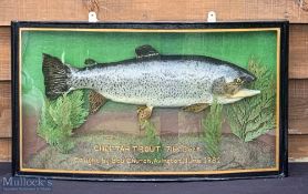 Peter Stone Cased fish a Preserved Cheetah Trout (half rainbow trout - half brook trout) - caught
