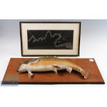 Taxidermy Mounted Salmon 6 1/2 lb, with a map of where it was caught at red rock pool St Jean