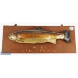 Cast Brown Trout mounted on board a 4lbs 9ozs trout caught by L T Sweet, Blagdon, '59, fish length