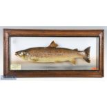 Taxidermy Cased Fish of a Brown Trout by John McPherson Inverness, a 31/2lb Trout caught at Loch