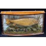 Taxidermy Cased Fish of a Sea Trout caught at the Brewery Romsey in a tributary of the River Test,