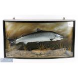 Taxidermy Cased Fish of Salmon by Roger Brookes Taxidermy Ltd, a 10lb Salmon caught on the