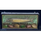 Taxidermy Cased Fish of a small Pike fish length approx. 54cm long, faded makers label to top left