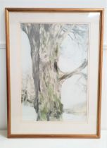 OSCAR GOODALL The tree, pencil and watercolour, signed and dated '82, label to verso, 68.5cm x 47cm