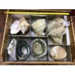 Nine very large seashells including a large Fluted Clam shell in two parts, Abalone, Queen or Pink