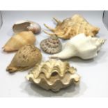 Seven large seashells including a clam shell etc.