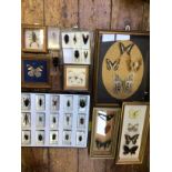 Twenty one various insect specimens in resin cubes including Actaeon and other beetles, Scorpion,