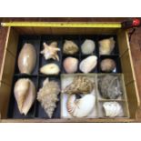 A collector's tray of large seashells including Atlantic Triton's Trumpet, Green Turban, Pacific