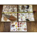 Two trays of specimen seashells including numerous snail shells and sea shells in a variety of