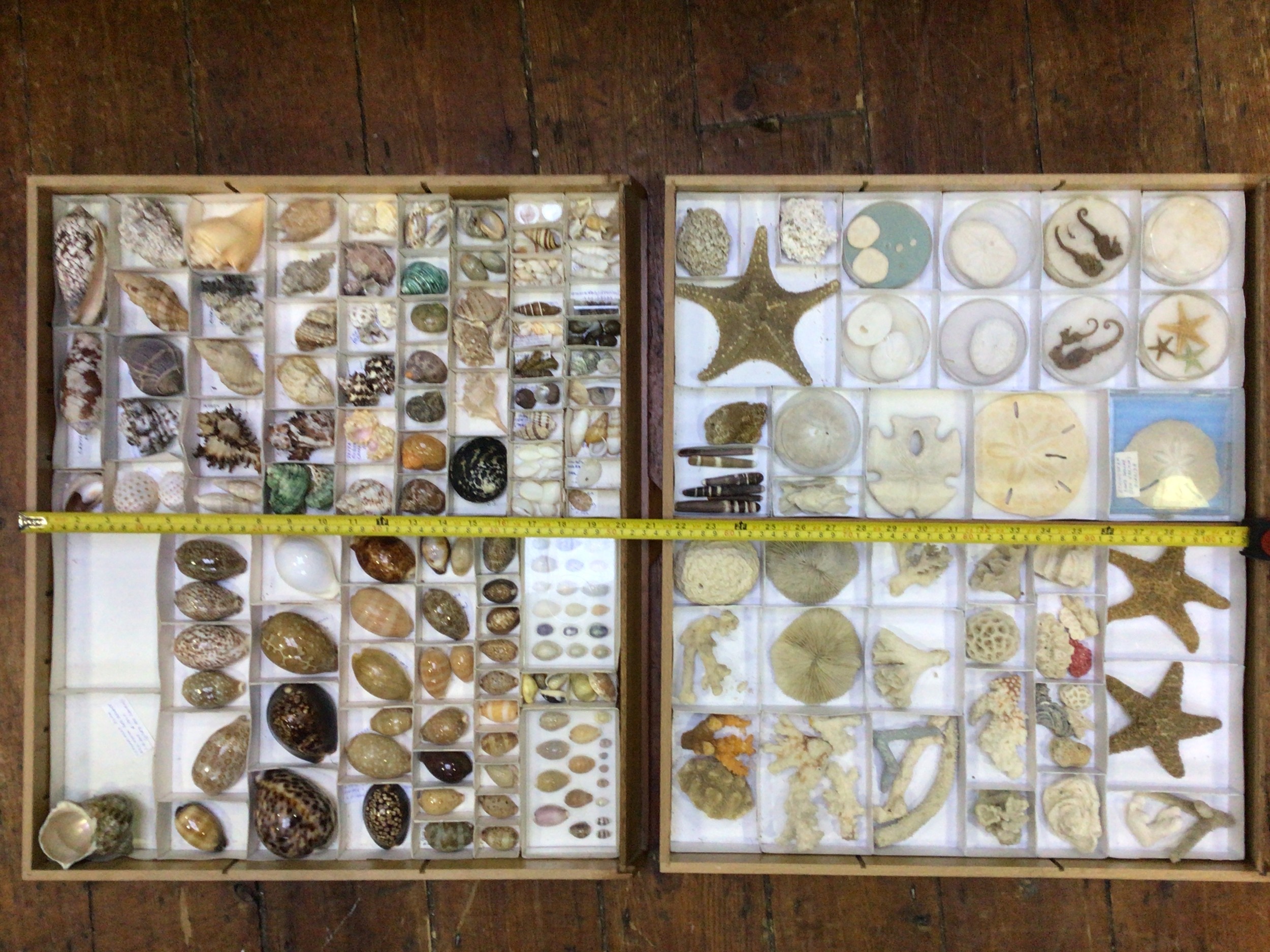 Two specimen trays of seashells, starfish, seahorses, corals and sea urchins etc. with handwritten