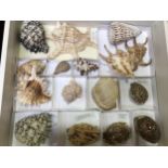 A tray of assorted shells including Cowrie, Three Knobbed Conch, Root Murex, Helmet and a Starfish