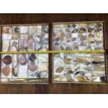 Two large specimen trays of various seashells with comprehensive lists including Ficus Ficus,