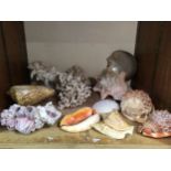 Three shelves of specimen seashells and corals including painted Cowrie shells, Sea Urchins and sand